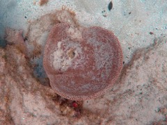 Netted Barrel Sponge (2')